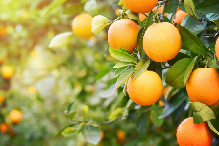 Los beneficios de la naranja para la salud, por Sabor a Naranjas