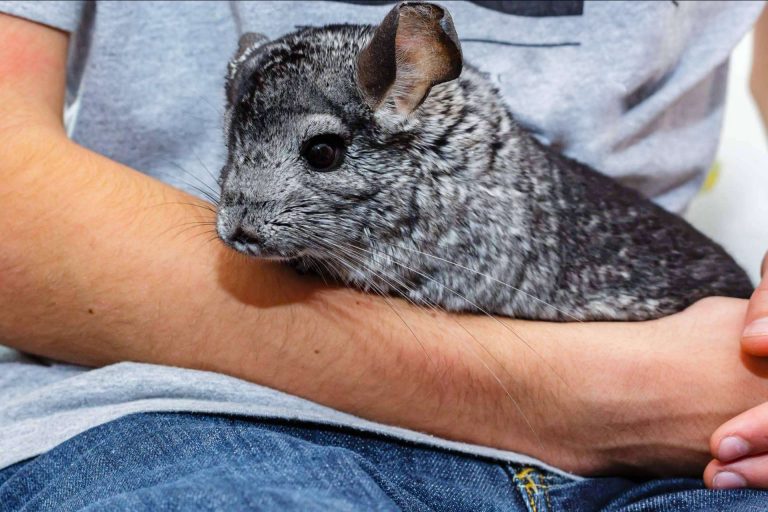Chinchillas, mascotas muy agradecidas e inteligentes