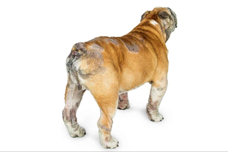 Lo que hay que saber para perros con intolerancia, perros con dermatitis y perros alérgicos.