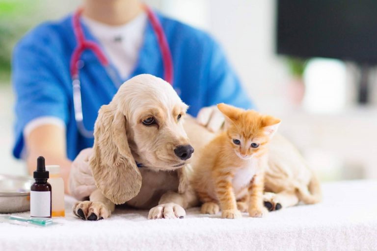 La importancia de tener un veterinario de urgencias de confianza 24h y a domicilio, 1 Click Vet