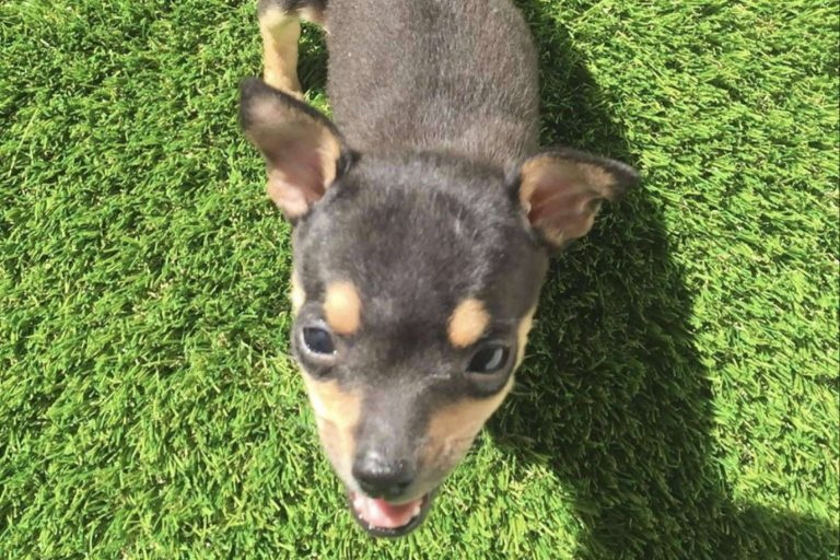 ¿Cuáles son las ventajas del césped artificial?, por Máster Césped