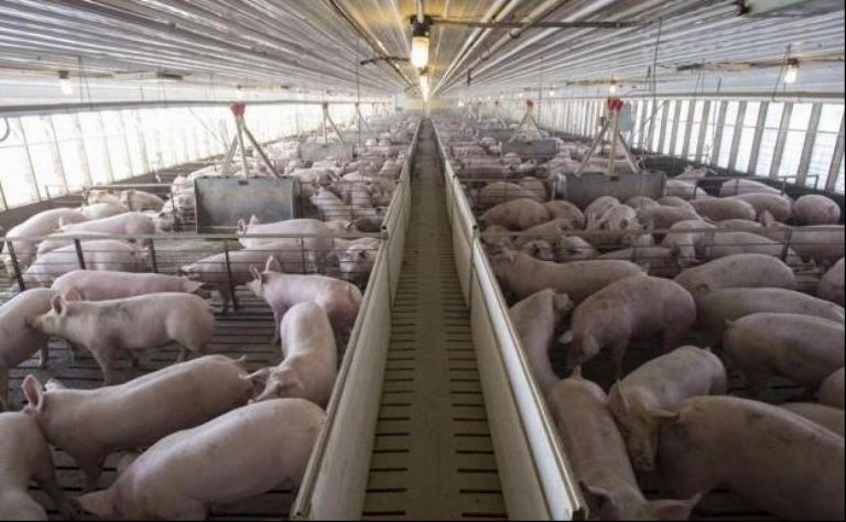 Las plataformas piden conocer la postura sobre las macrogranjas de los partidos que concurren a las elecciones en Castilla y León