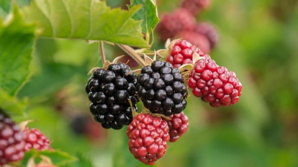 moras zarzamoras