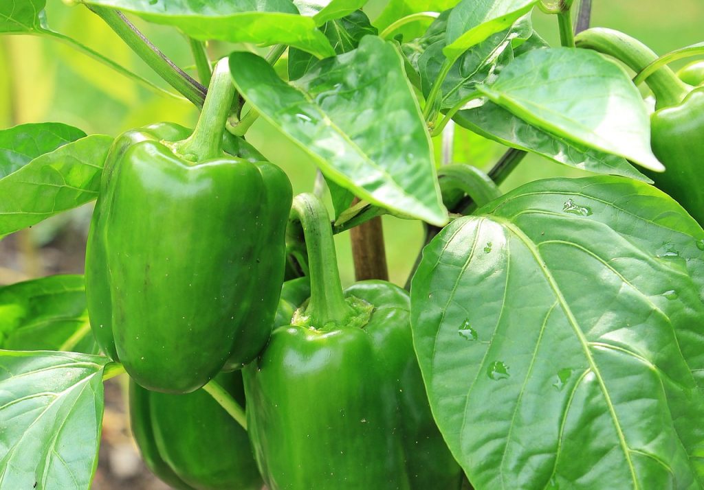 El truco para quitar las semillas del pimiento verde en 5 segundos
