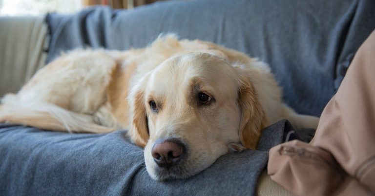 Síndrome de Wobbler: Enfermedad que afecta a las razas de perros grandes