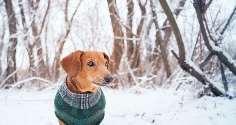 Qué trámites debes cumplir cuando tu mascota fallece