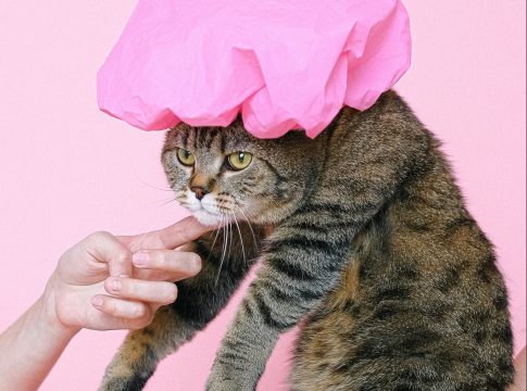 Cómo acostumbrar a un gato al agua Cómo acostumbrar a un gato al agua