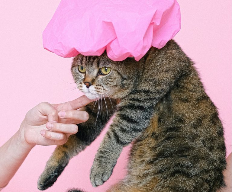 Cómo acostumbrar a un gato al agua