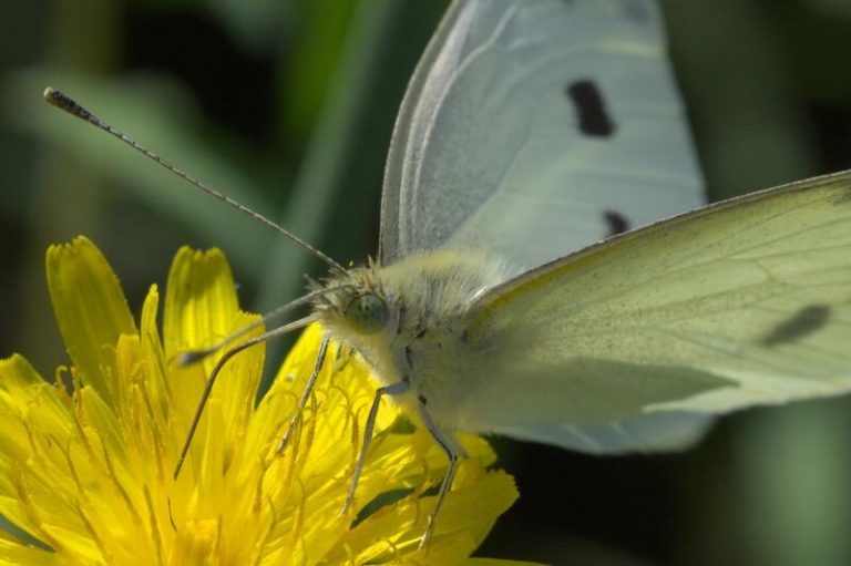 Tener parques bien conectados entre sí aumenta la diversidad urbana de mariposas