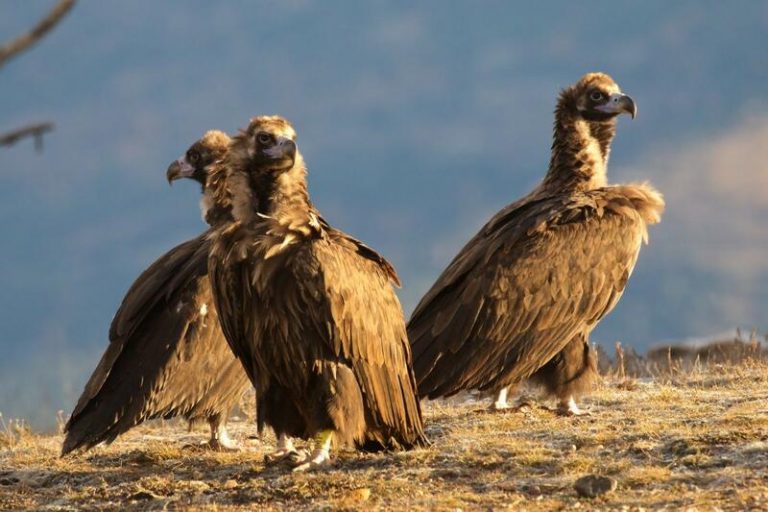 Endesa colabora con la ONG Trenca para alimentar al buitre negro en el Pallars Jussà