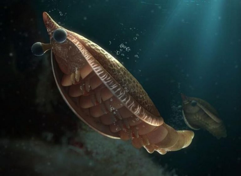 Un nuevo fósil revela el origen de las branquias en los artrópodos