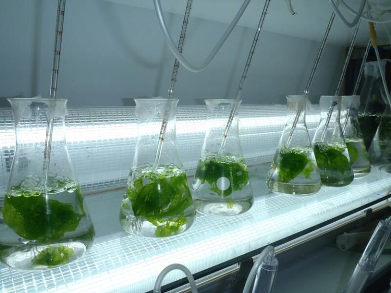 Bruselas lanza una plataforma para impulsar la producción de algas en la UE