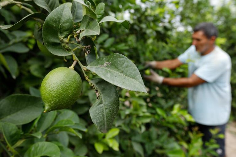 El 31,3% de los titulares de explotaciones agrarias en España son de mayores de 65 años