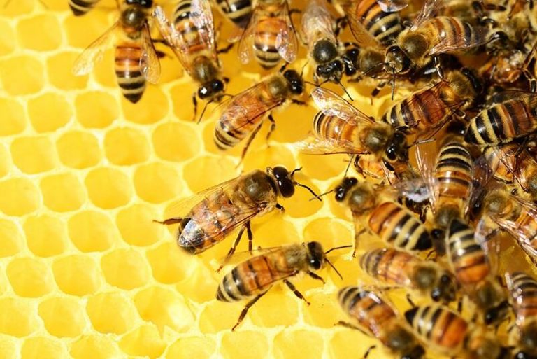 Bruselas insta a los Veintisiete a limitar el pesticida sulfoxaflor para proteger a las abejas