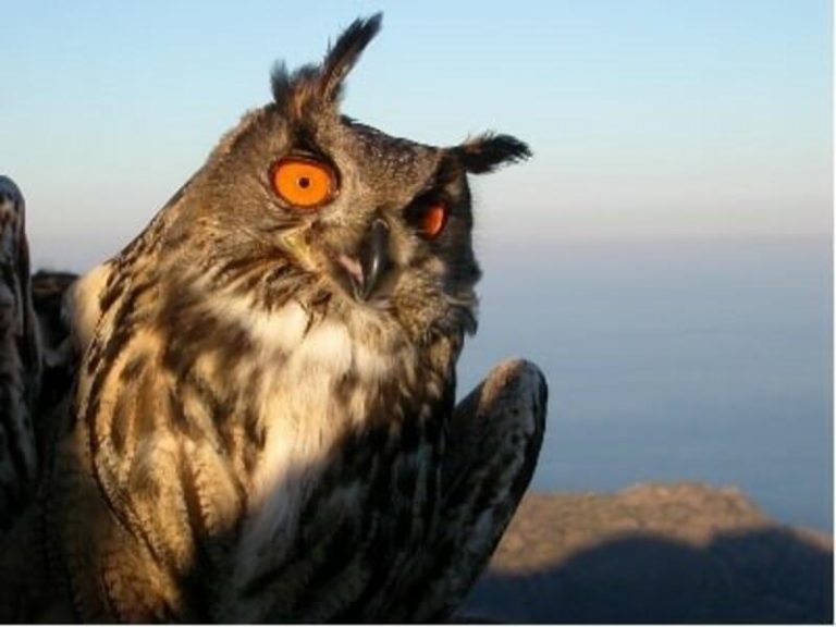 La presencia del rapaz nocturno más grande de Europa se consolida en el Cap de Creus