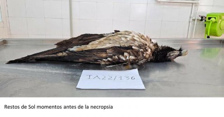 El quebrantahuesos hallado sin vida hace unos días en Llanes murió electrocutado