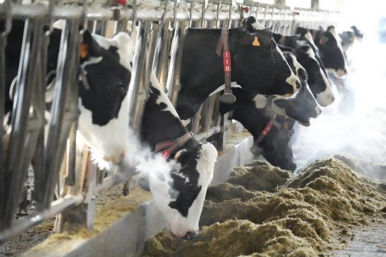 Xunta insta al Gobierno a buscar un acuerdo para subir el precio de los contratos de leche de 4 céntimos litro