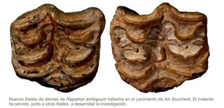 Los Hipparion, un grupo de caballos primitivos se extinguieron de norte a sur