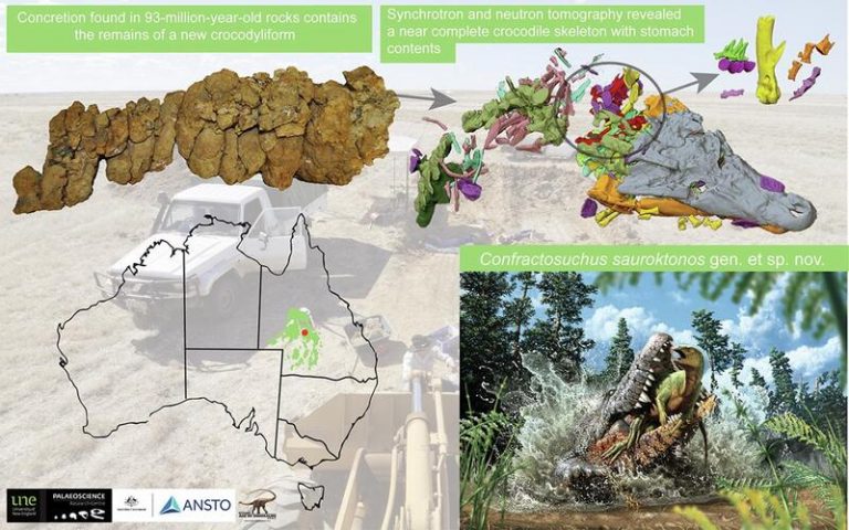Una investigación confirma que un cocodrilo ancestral devoró un joven dinosaurio