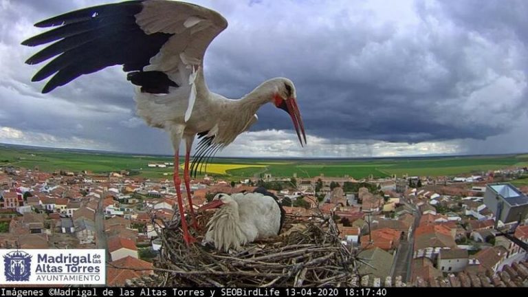 Comienza la nueva temporada de grabación de cigüeñas blancas en Madrigal de las Altas Torres