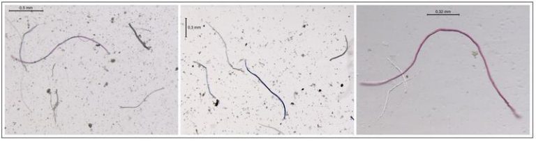 Un estudio del ICM-CSIC detecta microplásticos en el océano Antártico procedentes de aguas residuales