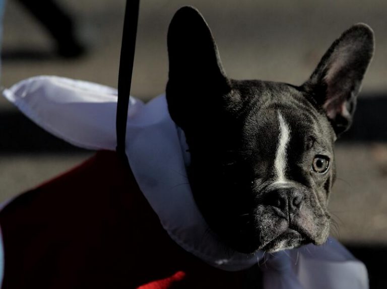 Maltratar vertebrados delante de niños, para ejercer violencia machista o publicarlo en redes será agravante penal