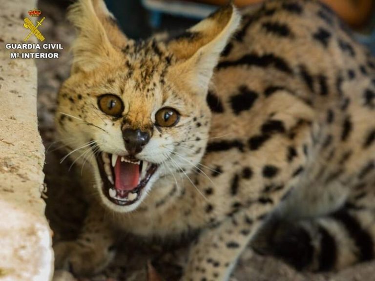 Recuperan un serval africano en una parcela de Polop