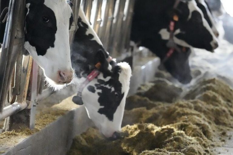 La UE autoriza un aditivo para piensos que reducirá las emisiones de metano de las vacas
