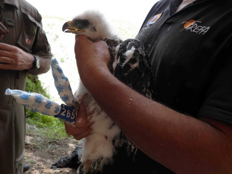 Un hombre es condenado por abatir a un águila de Bonelli en un coto de caza de Loja