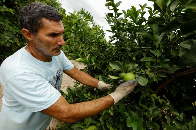 Agricultura asigna 10,7 millones de la reserva nacional de pago básico de la PAC solicitados en 2021