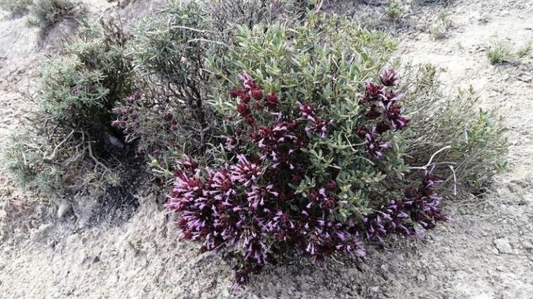 Utilizan inteligencia artificial para reconocer patrones complejos de coexistencia entre especies vegetales