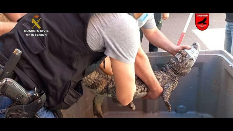 Detenido un hombre por tener la mayor colección privada de animales venenosos y peligrosos de España