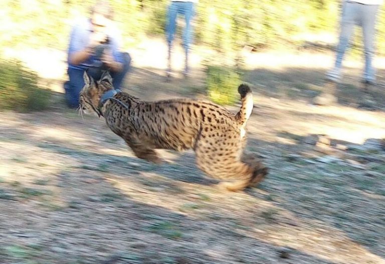 Liberados en Villanueva del Río y Minas 2 linces procedentes de un centro de cría en cautividad de Portugal