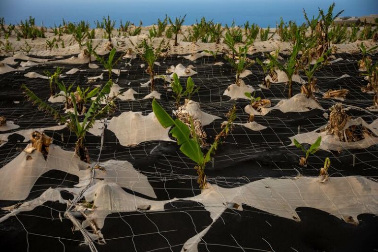 Las ayudas públicas para la reconstrucción de La Palma superan los 300 millones