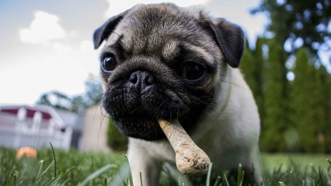 La dieta BARF para mascotas y el eterno debate sobre lo crudo