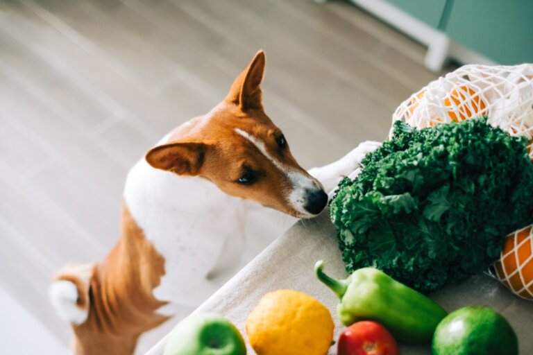 Alimentos con los que estás matando a tu perro
