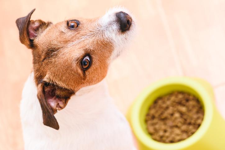 Alimentos con los que estás matando a tu perro