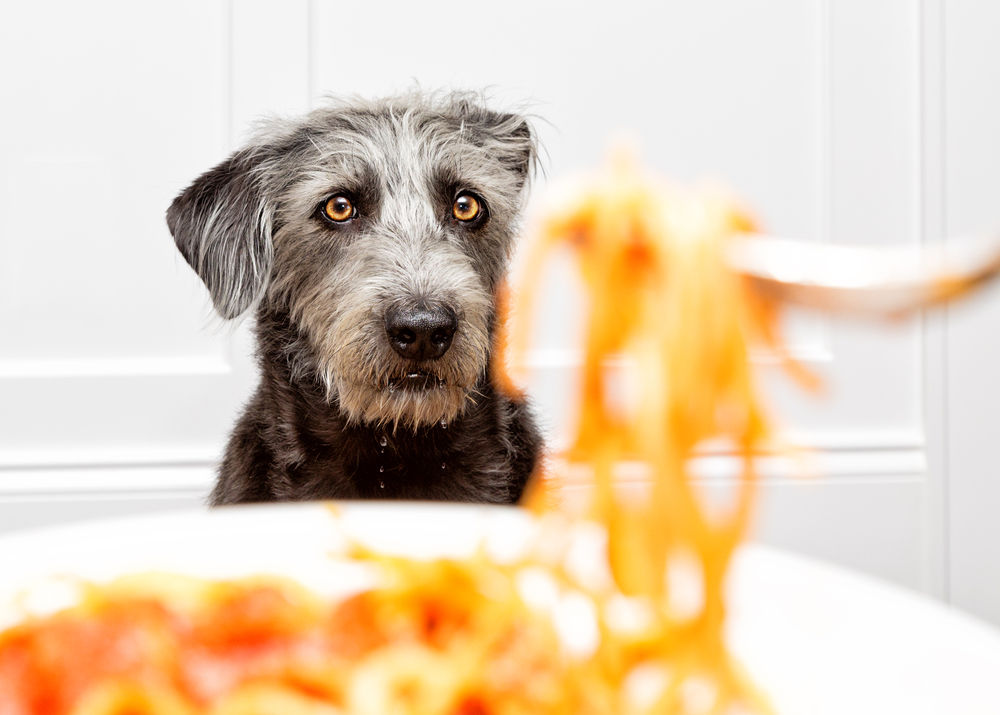 Alimentos con los que estás matando a tu perro