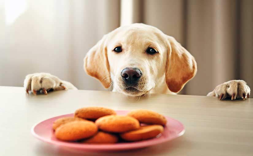 Alimentos con los que estás matando a tu perro