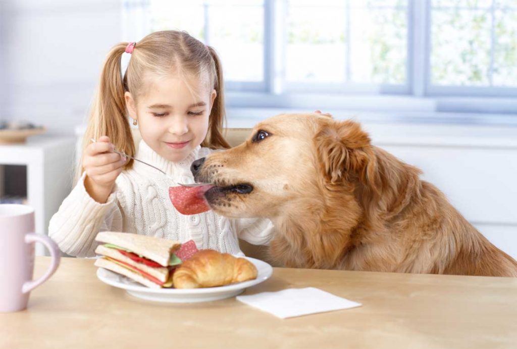 Otros alimentos que los perros no pueden comer