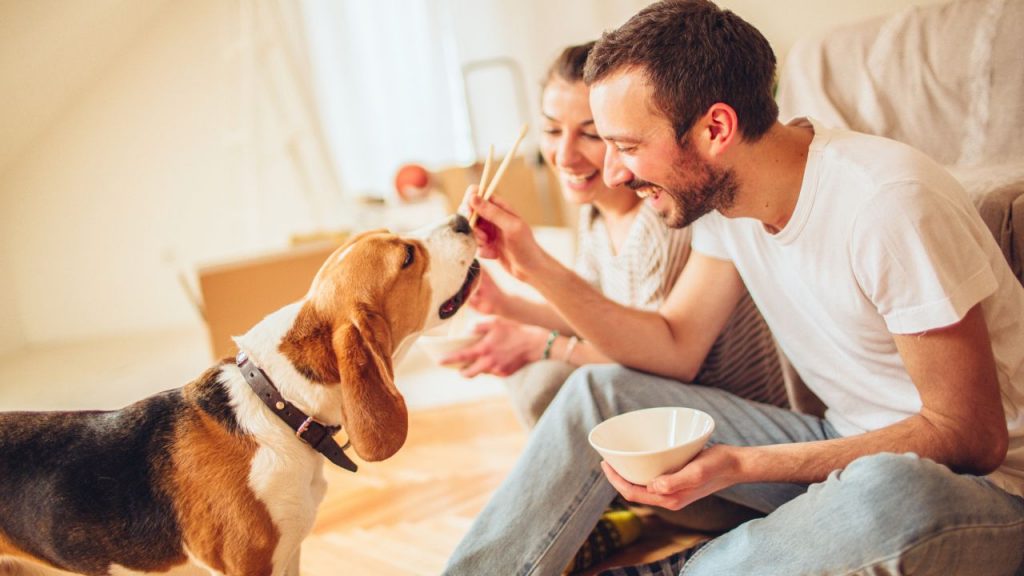 ¿Qué verduras solo pueden comer los perros con moderación?