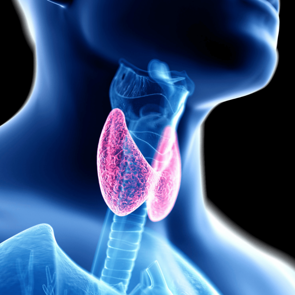 ¿Qué es la tiroides?