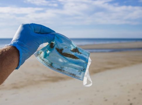 El CSIC confirma el impacto de la degradación de las mascarillas quirúrgicas en el pez cebra, organismo modelo