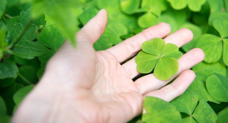 Este es el motivo por el que pensamos que el trébol de cuatro hojas da buena suerte
