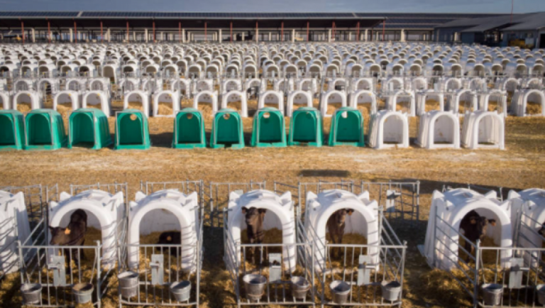 Propietaria de macrogranja de Caparroso cita a un acto de conciliación a colectivos por supuestas injurias