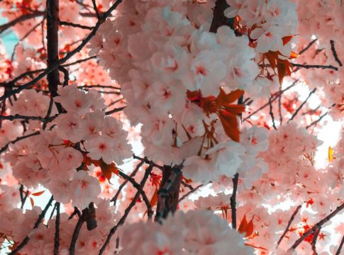 Qué es la primavera 1 Qué es la primavera