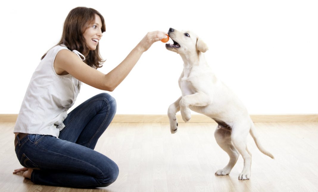 Según tu signo del zodiaco esta es la mejor mascota