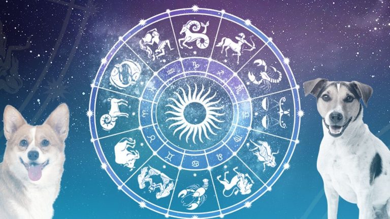 Según tu signo del zodiaco esta es la mejor mascota