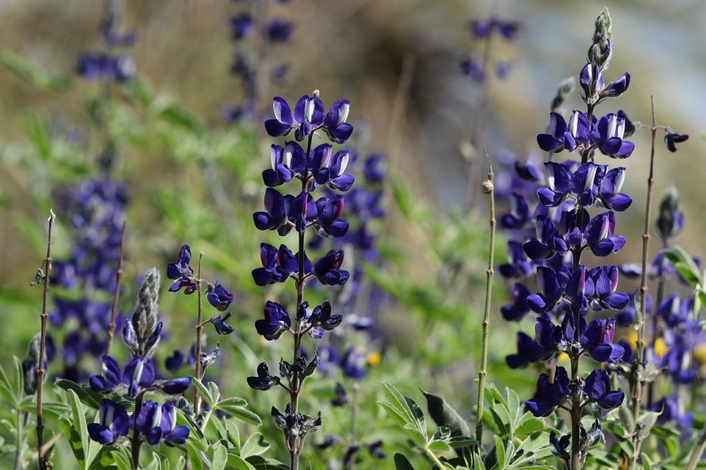 Esta es la legumbre llena de proteínas y que reduce el colesterol