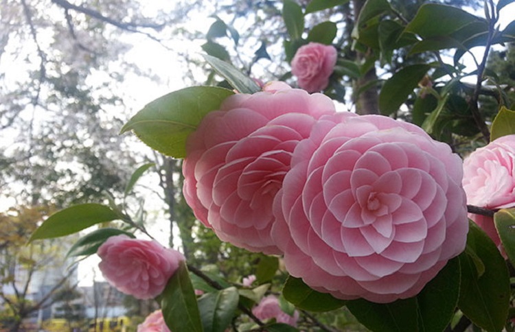 Estas son las mejores plantas para tu balcón en primavera